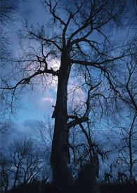 遥望月色 遥望月色